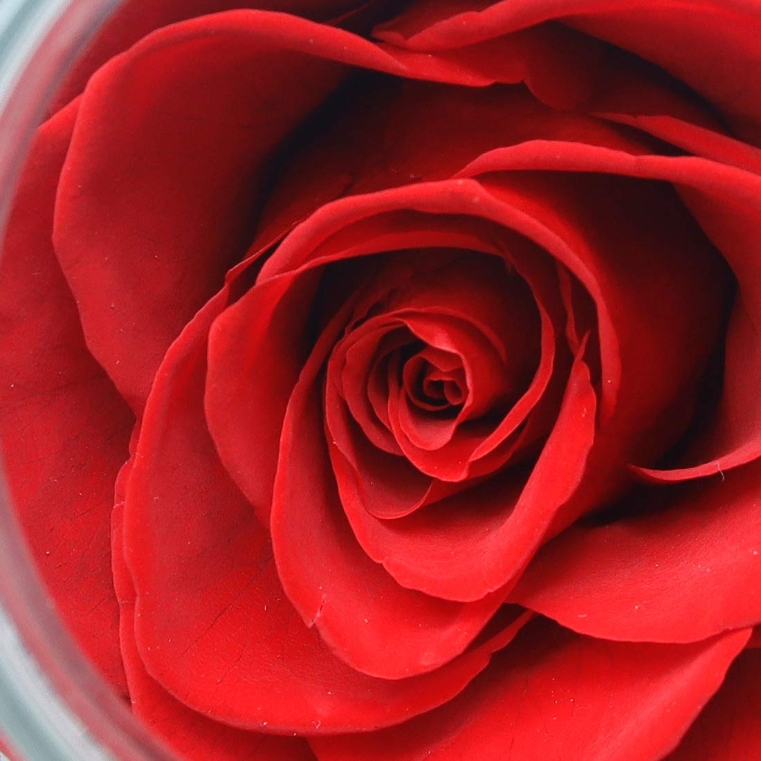 Sisu Couture's Preserved Real Roses With Colorful Mood Light Wishing Bottle - image 18